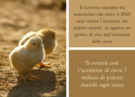 olanda vieta uccisione pulcini.png